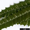 SpeciesSub: ’Zennoriensis’ (O.ilicifolia × O.lacunosa)